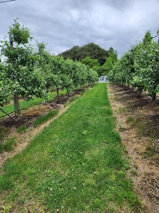 삼일 농장(거창)님의 사과 · 일상 작성글 사진