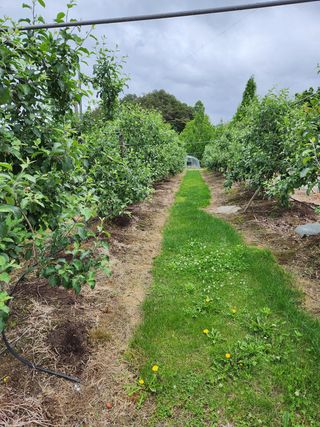 삼일 농장(거창)님의 사과 · 일상 작성글 사진