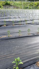 팜모닝 고추·지주설치•유인•성장 게시글 이미지