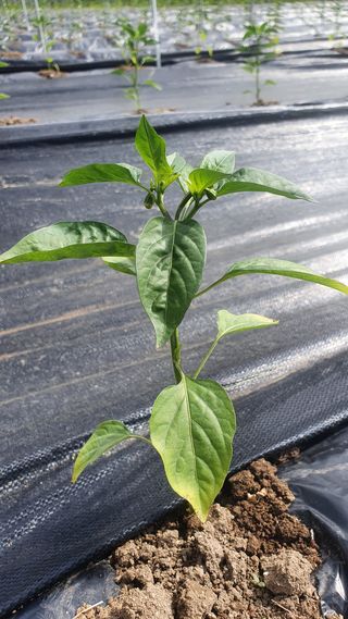 김기자(흰구름농원)님의 고추 · 지주설치•유인•성장 작성글 사진