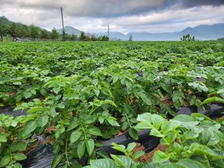 금우님의 감자 · 자유게시판 작성글 사진
