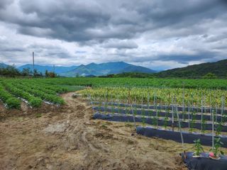 금우님의 감자 · 자유게시판 작성글 사진