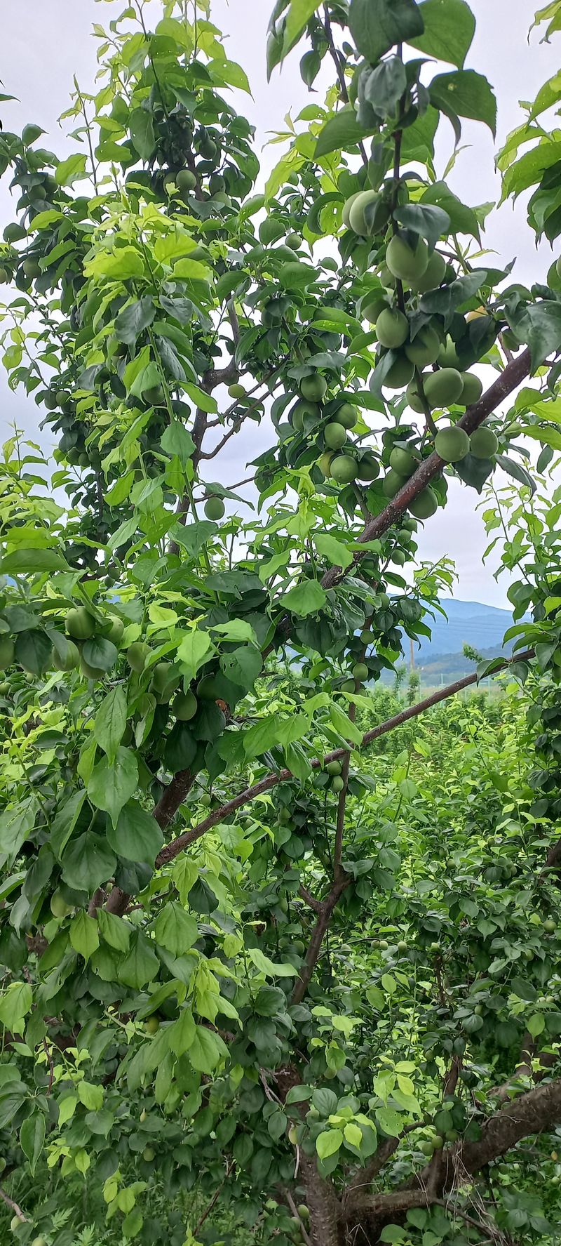 장터 상품 [하동 매실 10kg한박스] 썸네일