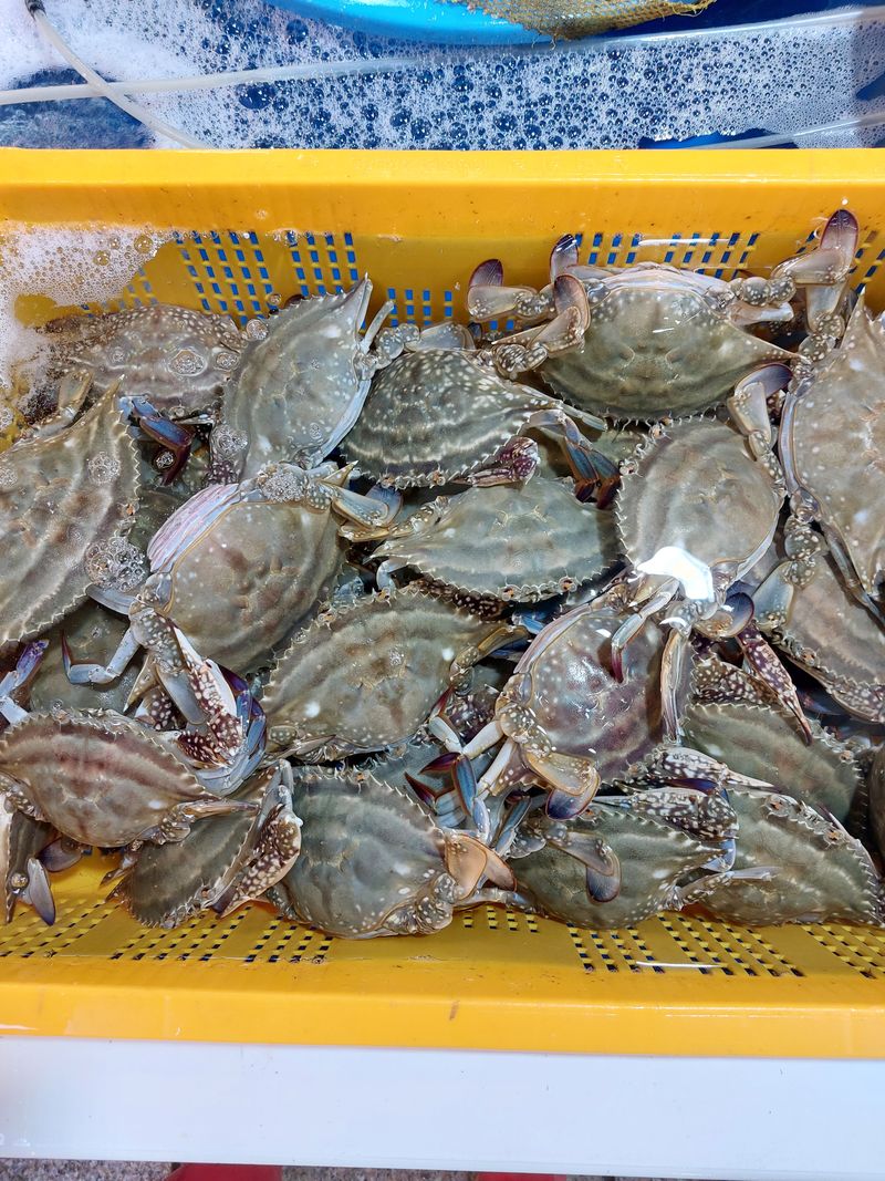 장터 상품 [살아있는 활암꽃게 1키로4-5미] 썸네일