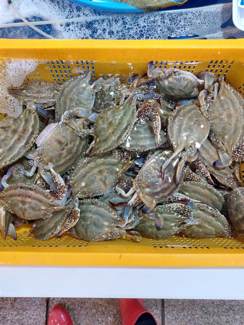 목포제주수산님의 장터 판매 상품 [살아있는 활암꽃게 1키로4-5미] 첨부 사진