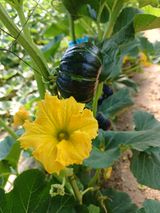 팜모닝 장터이야기·자유게시판 게시글 이미지