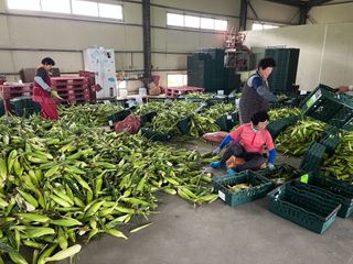 도마도님의 옥수수 · 자유게시판 작성글 사진