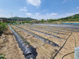 안기철님의 고추 · 일상 작성글 사진