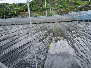 작은섬님의 포도 · 자유게시판 작성글 사진