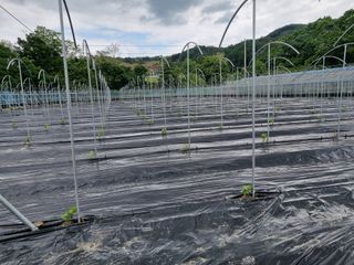 작은섬님의 포도 · 자유게시판 작성글 사진