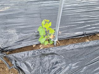 작은섬님의 포도 · 자유게시판 작성글 사진