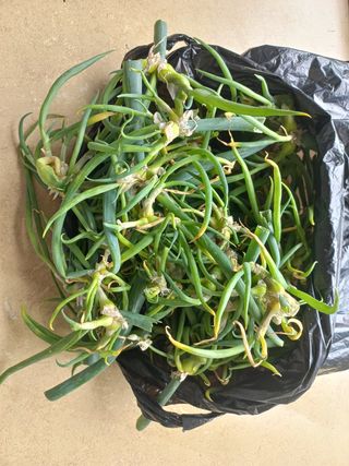 고랑이랑 임수연님의 자유주제 · 자유게시판 작성글 사진