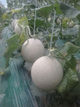 팜모닝 자유주제·사진전 게시글 이미지