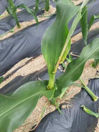 서상기 은퇴농장님의 옥수수 · 병해충상담 작성글 사진