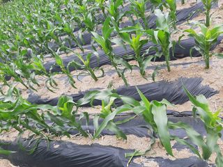 서상기 은퇴농장님의 옥수수 · 병해충상담 작성글 사진