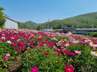손병업(텃밭)님의 자유주제 · 자유게시판 작성글 사진