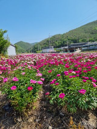 손병업(텃밭)님의 자유주제 · 자유게시판 작성글 사진