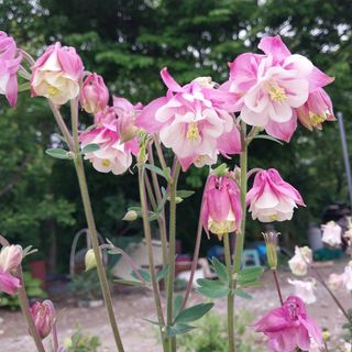 안숙자님의 자유주제 · 사진전 작성글 사진