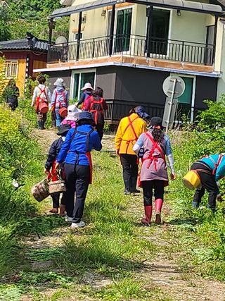 설악20446님의 블루베리 · 자유게시판 작성글 사진