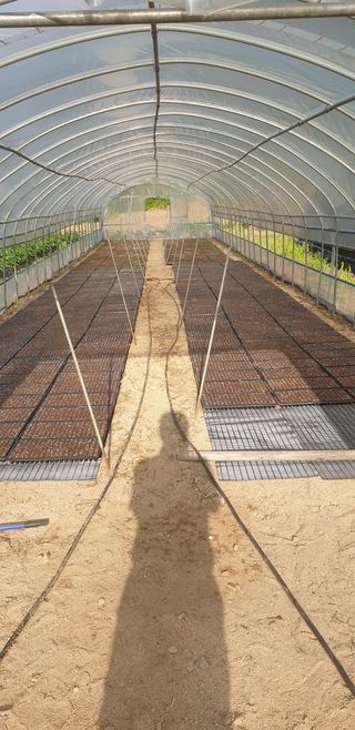 박춘식님의 들깨 · 자유게시판 작성글 사진