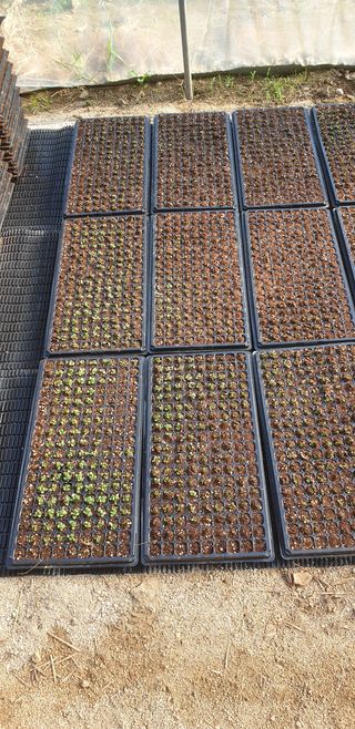 박춘식님의 들깨 · 자유게시판 작성글 사진