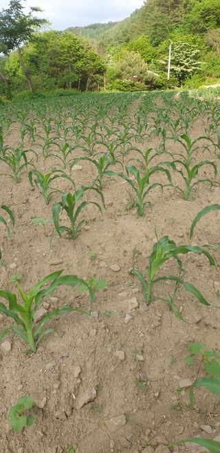 박춘식님의 들깨 · 자유게시판 작성글 사진