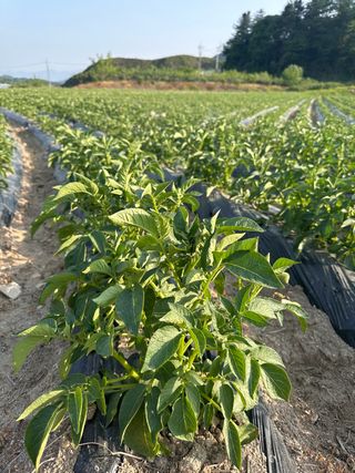 호저*윤정님의 감자 · 자유게시판 작성글 사진