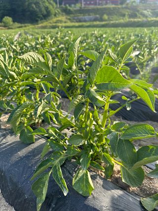 호저*윤정님의 감자 · 자유게시판 작성글 사진