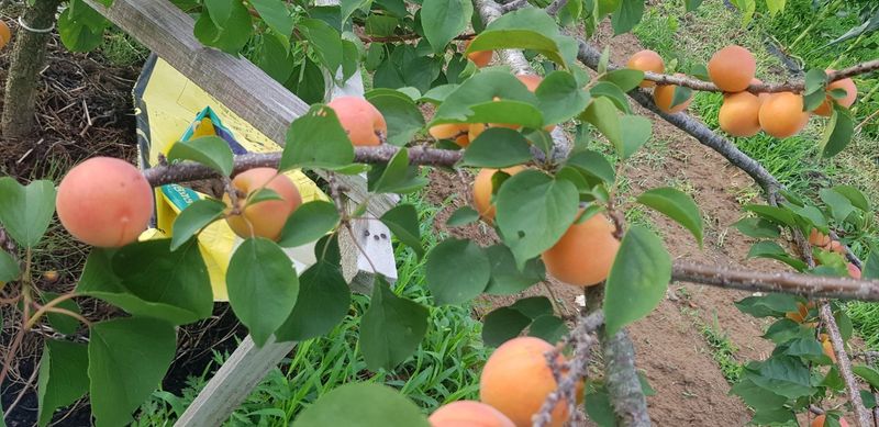 장터 상품 [살구 5kg] 썸네일