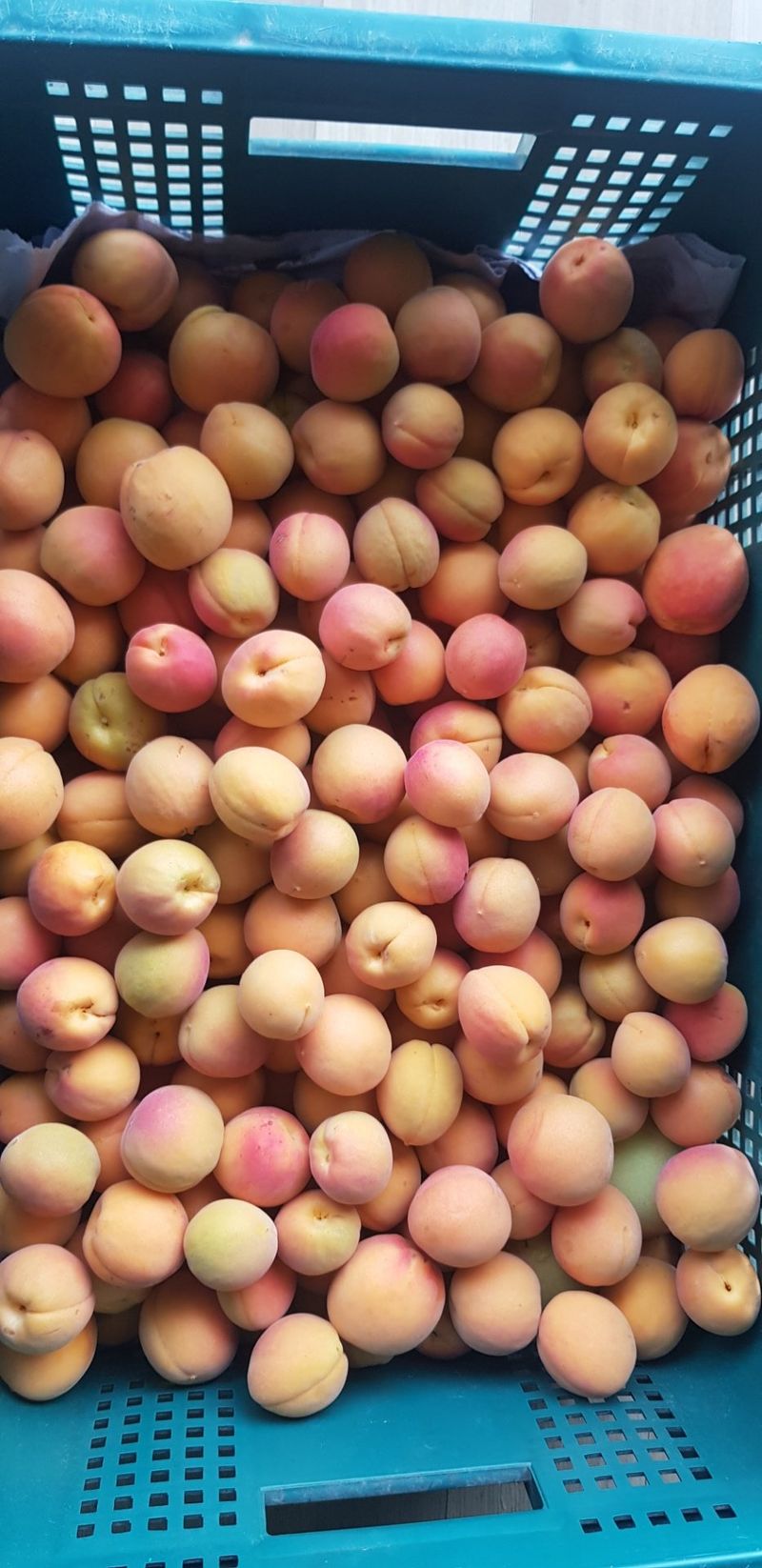 철남 김희곤님의 장터 판매 상품 [살구 5kg] 첨부 사진