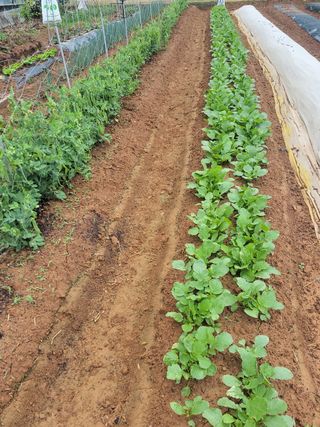 정택님의 기타작물 · 자유게시판 작성글 사진
