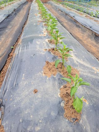 정택님의 기타작물 · 자유게시판 작성글 사진