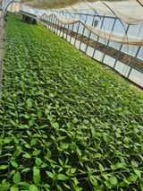 팜모닝 기타작물·병해충상담 게시글 이미지