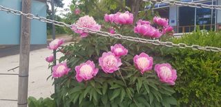 김복실님의 자유주제 · 자유게시판 작성글 사진