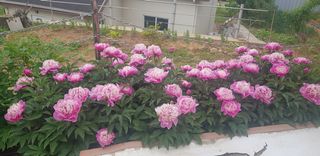 김복실님의 자유주제 · 자유게시판 작성글 사진