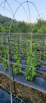 팜모닝 자유주제·자유게시판 게시글 이미지