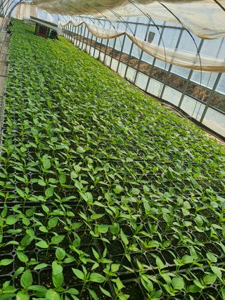 멋진여성농님의 고추 · 병해충상담 작성글 사진