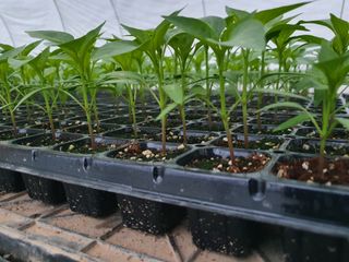 멋진여성농님의 고추 · 병해충상담 작성글 사진