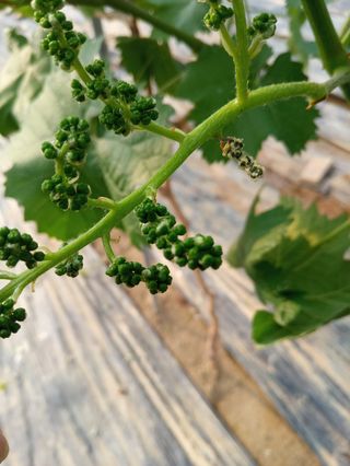 벼19250님의 포도 · 병해충상담 작성글 사진