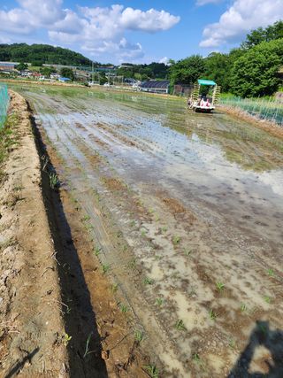  청계유정란 박진균님의 벼 · 자유게시판 작성글 사진