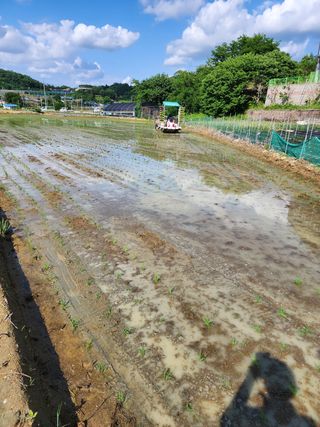  청계유정란 박진균님의 벼 · 자유게시판 작성글 사진