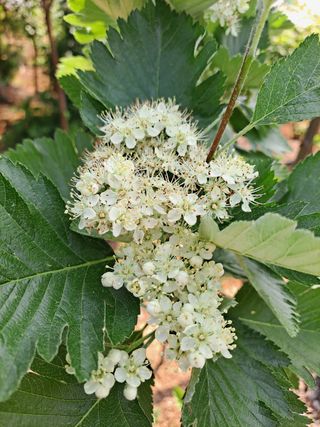 이학봉님의 버섯 · 일상 작성글 사진