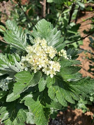 이학봉님의 버섯 · 일상 작성글 사진