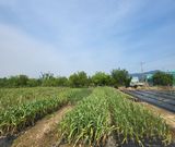 팜모닝 마늘·수확 게시글 이미지