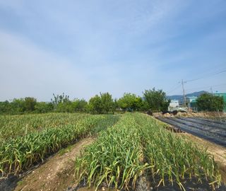 아림농장 대저2동 님의 마늘 · 수확 작성글 사진