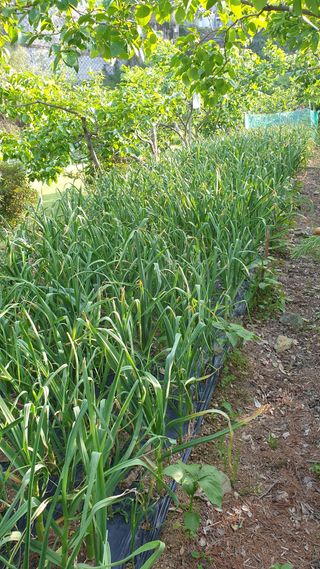 조약돌님의 기타작물 · 자유게시판 작성글 사진