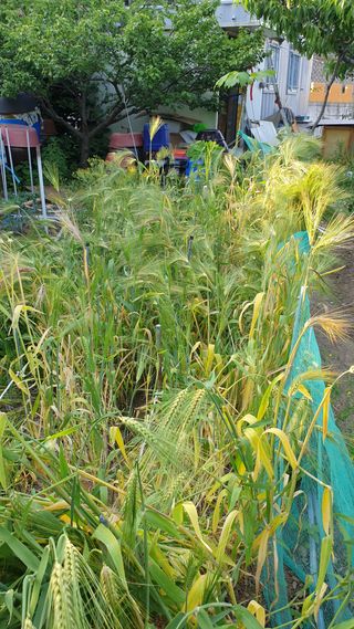 조약돌님의 기타작물 · 자유게시판 작성글 사진