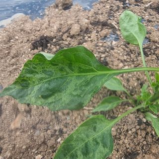 이종권님의 고추 · 병해충상담 작성글 사진