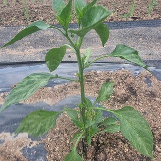 이종권님의 고추 · 병해충상담 작성글 사진