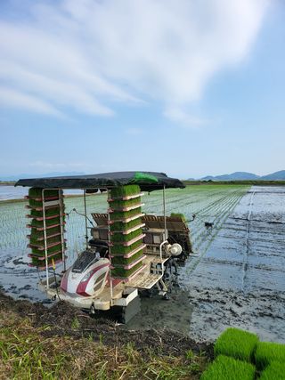 이혜인님의 벼 · 자유게시판 작성글 사진